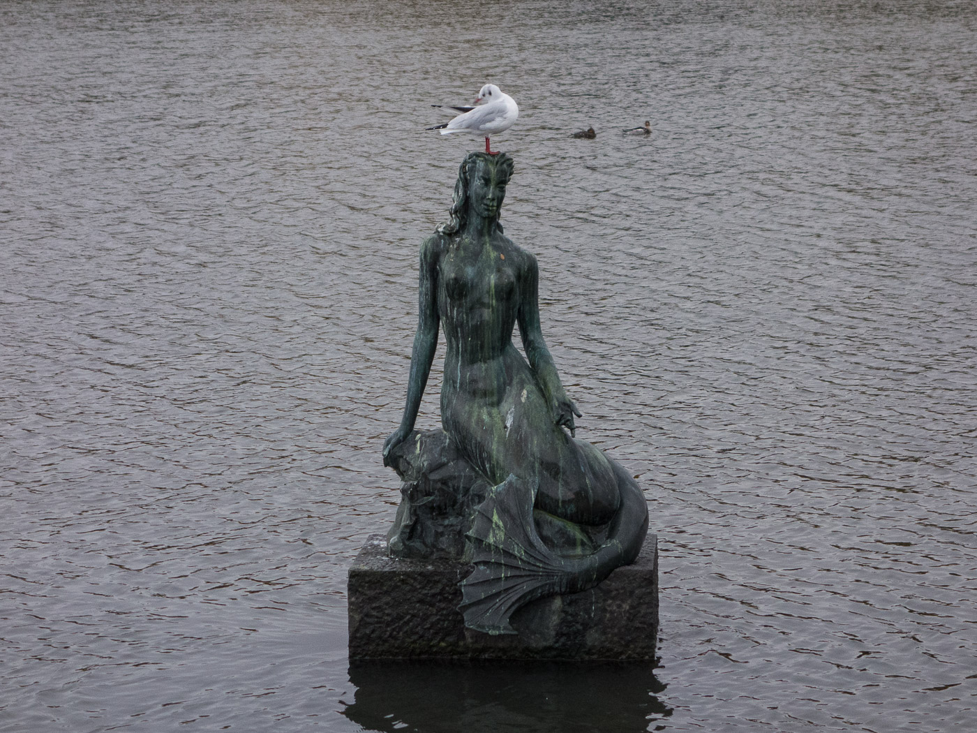 Reykjavík. Miscellaneous LXXXX. - Seen at Tjörnin pond. (10 till 31 October 2015)