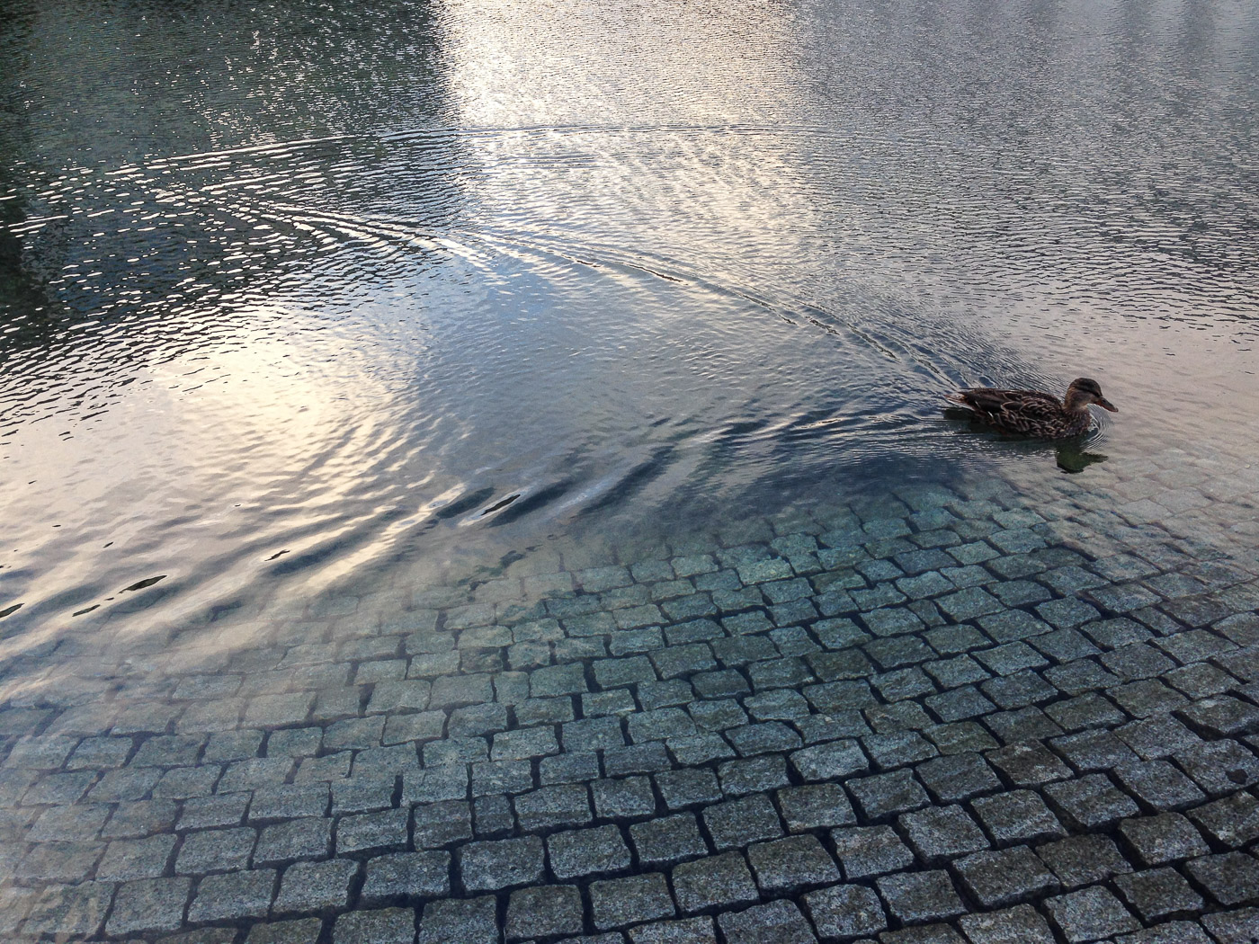 Reykjavík. Miscellaneous LXXXXI. - In front of the town hall. (1 till 30 November 2015)