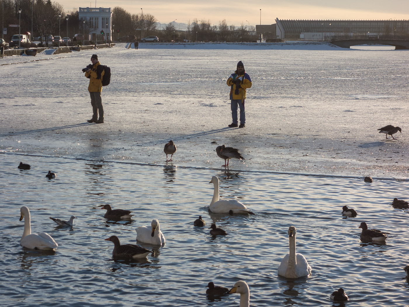 Reykjavík. Miscellaneous XCIV. - Tjörnin pond I. (1 till 29 February 2016)