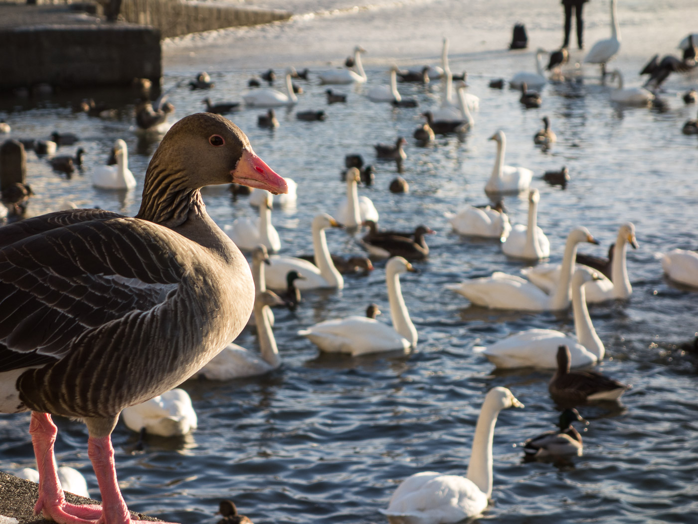 Reykjavík. Miscellaneous XCIV. - Tjörnin pond II. (1 till 29 February 2016)