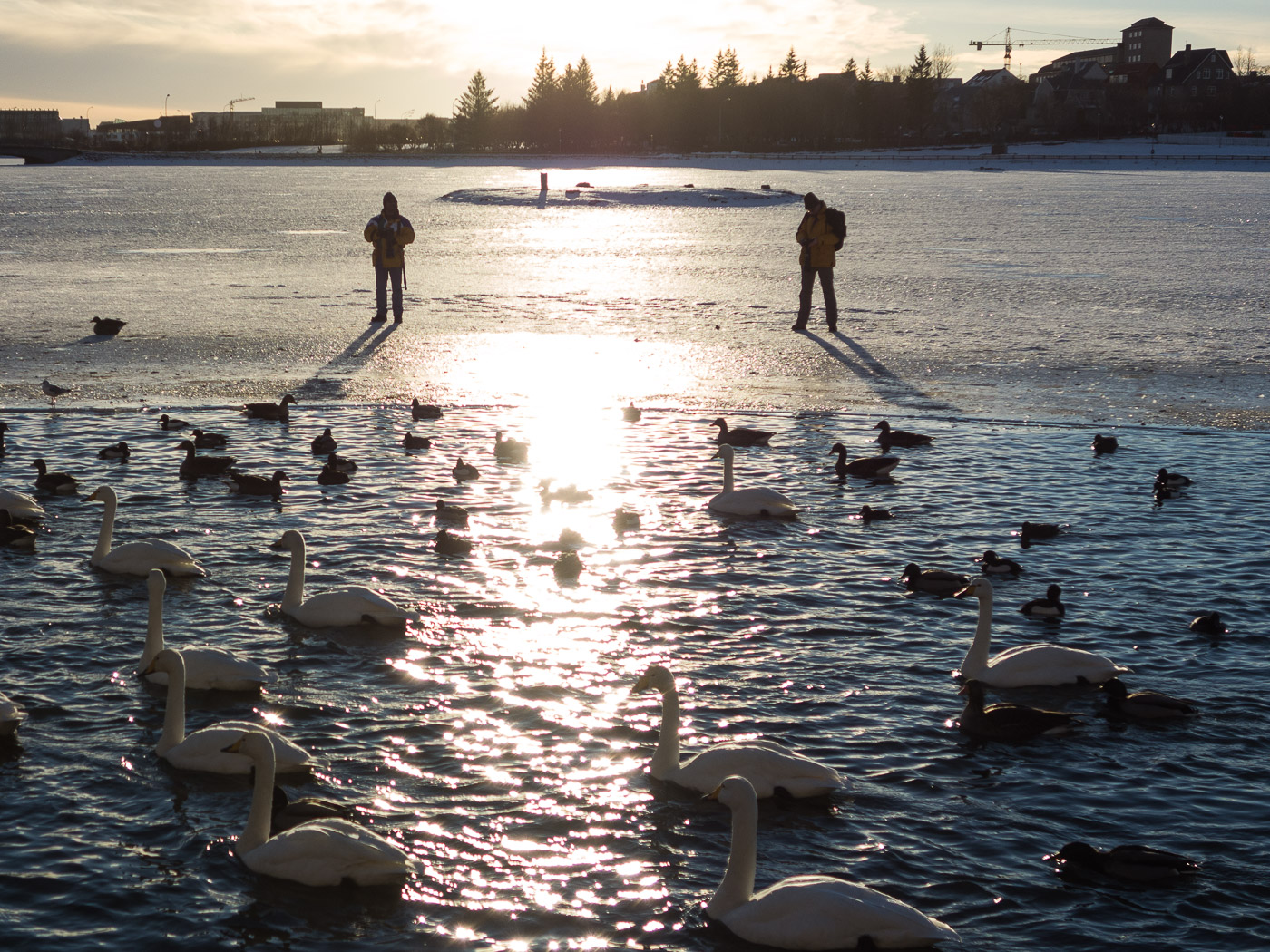 Reykjavík. Miscellaneous XCIV. - Tjörnin pond III. (1 till 29 February 2016)