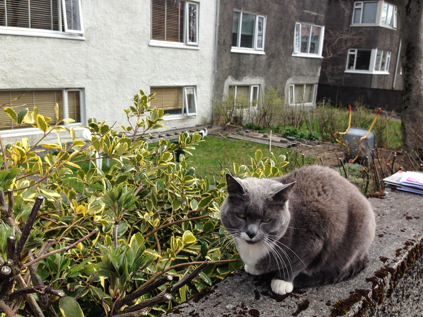 Reykjavík. Miscellaneous XCVI. - Another cat. (1 till 30 April 2016)