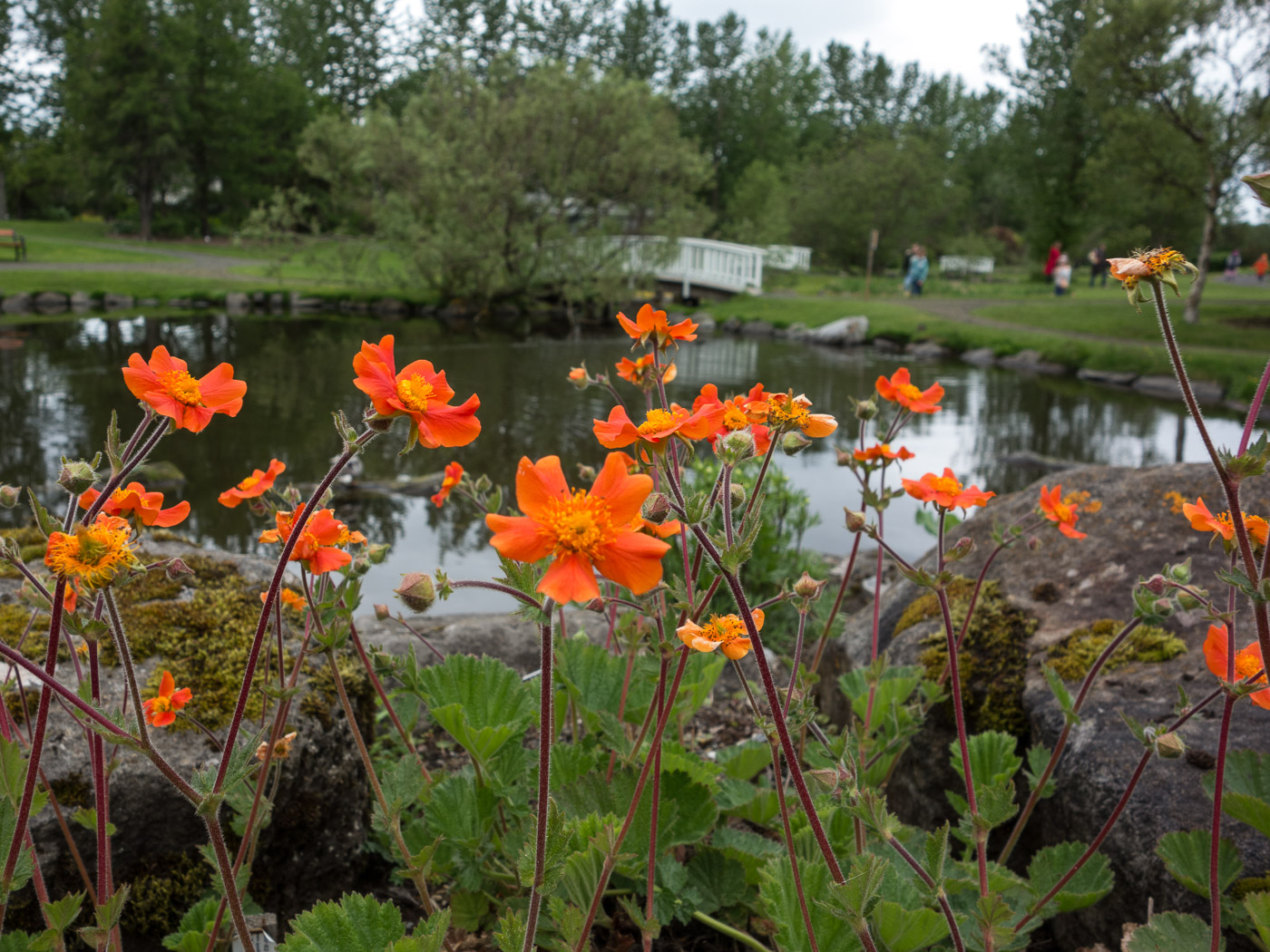 Reykjavík and little bit more. Miscellaneous 98. - And flowers in summer, vá. IV. (4 till 13 June 2016)