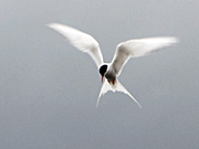 Subject 5 - Arctic Tern (Kría) - 22 pictures