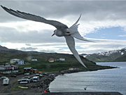 Subject 5 - Arctic Tern (Kría) - 22 pictures