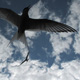 Ingólfsfjörður, Eyri – “Kría” birds (or “Arctic Tern”) - 8 July 2009 - 15:48 (24 seconds)