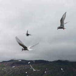 Djúpavík  14. August 2013