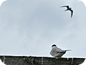 Kría/Arctic Tern (postcard, pk43)